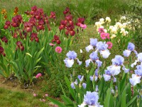 /album/galerie-de-photos-floraisons/jardin-2014-045-comp-jpg/